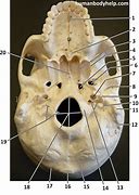 Image result for Skull Inferior View