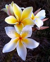 Image result for Vishnu Gold Plumeria