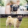 Image result for Tipos De Pug