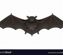 Image result for Vampire Bat Wings