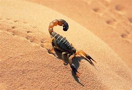 Image result for Sahara Desert Animals