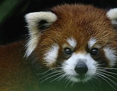 Image result for Panda Shaps