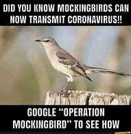 Image result for Look a Mockingbird Meme