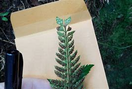 Image result for Plant Collecting