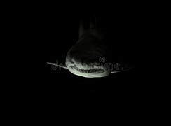 Image result for Shark in Deep Water