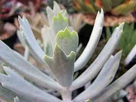 Image result for Cotyledon Species