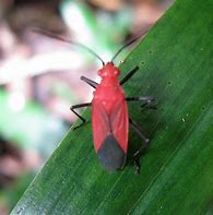 Image result for Red Insect Bug