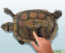 Image result for Turtle Age Chart