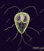 Image result for Protozoan Giardia Lamblia