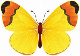 Image result for Yellow Butterfly Cartoon Clip Art