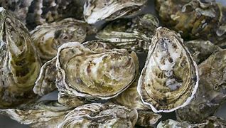 Image result for Oyster in Ocean