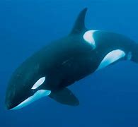 Image result for Whale