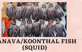 Image result for Kandla Fish