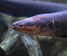 Image result for Electric Eel