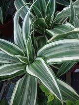 Image result for Variegated Dracaena