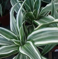 Image result for Variegated Dracaena Plant