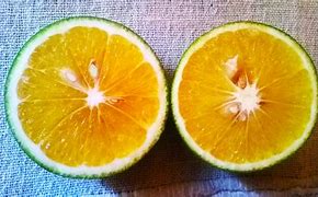 Image result for Citrus Limetta