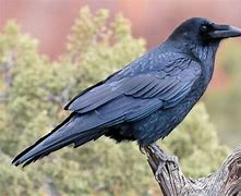 Image result for Photo of a Raven