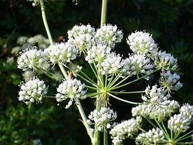 Image result for Conium Maculatum Wetland