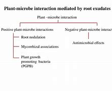 Image result for Cation Exhange Plant Root