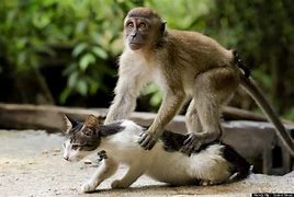 Image result for Monkey Riding Cat