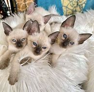 Image result for Silver Point Siamese Cat