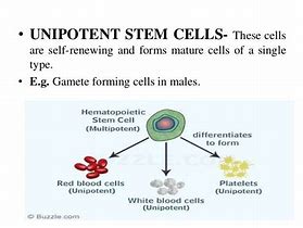 Image result for Unipotent Stem Cells