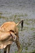 Image result for Cow Face Front Side