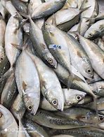 Image result for Indian Mackerel