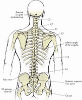 Image result for Lumbar Spine Anatomical Landmarks