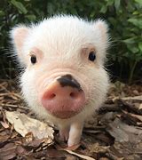 Image result for Cute Baby Pig