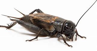 Image result for Insect Kettle Crips