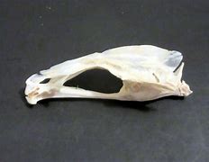 Image result for Fish Skull