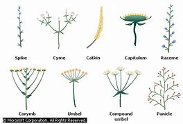 Image result for Capitate Inflorescence