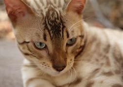 Image result for Bengal Animal