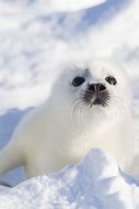 Image result for White Fur Seal Fat