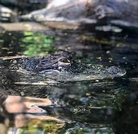 Image result for Alligator Swamp