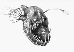 Image result for Angler Fish Draw