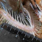 Image result for Arrowtooth Flounder