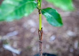 Image result for Cambium Grafting