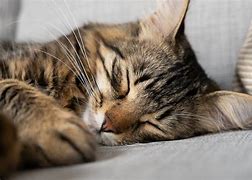 Image result for Cat Nap William Afton