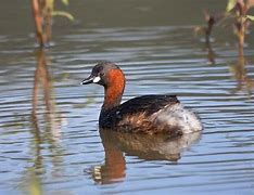 Image result for Little Grebe