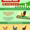 Image result for Miniature Chickens