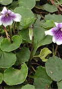 Image result for Australian Violet Ground Cover