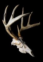 Image result for Deer Skull Profile