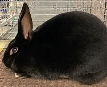 Image result for Black Satin Rabbit