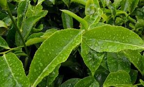 Image result for Tea Cost Percent