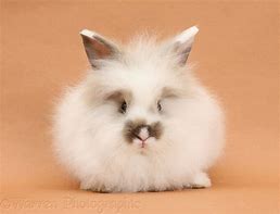 Image result for Fluffy Rabbit