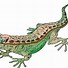 Image result for Lizard Clip Art