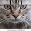 Image result for Cat Meh Face